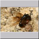 Myrmica sp - Ameisenpaarung 01a 8mm - Sandgrube Niedringhaussee.jpg